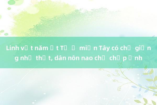 Linh vật năm Ất Tỵ ở miền Tây có chỗ giống như thật, dân nôn nao chờ chụp ảnh