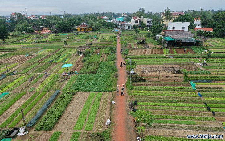 Du Xuân với màu xanh ngắt， thơm ngát， tiết trời trong lành ở làng du lịch tốt nhất năm 2024 - Ảnh 2.