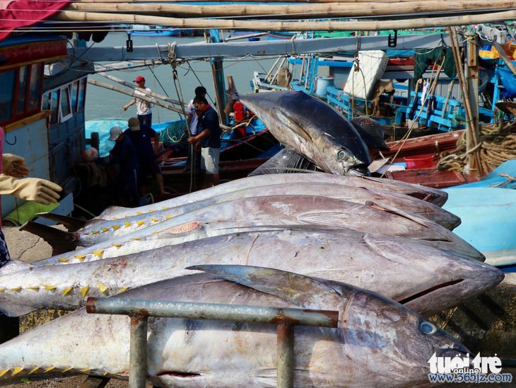 Ngư dân Phú Yên trúng mùa cá ngừ sau Tết - Ảnh 5.