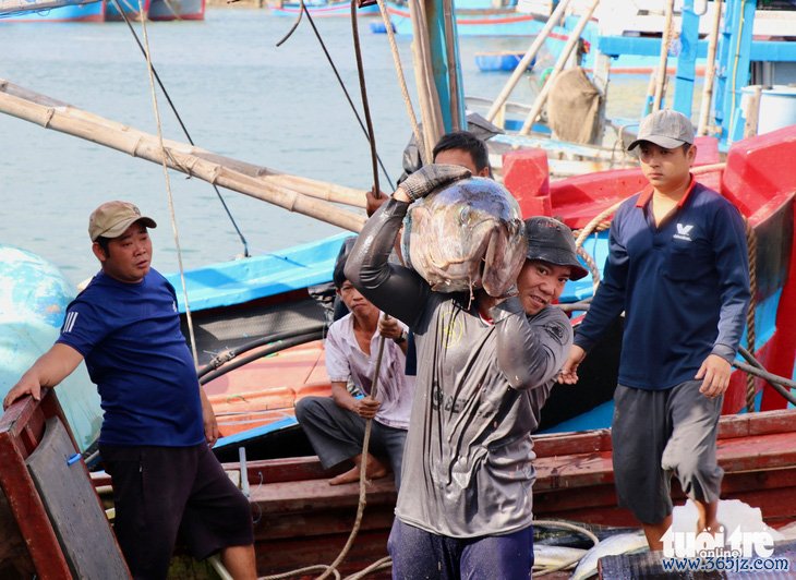 Ngư dân Phú Yên trúng mùa cá ngừ sau Tết - Ảnh 2.